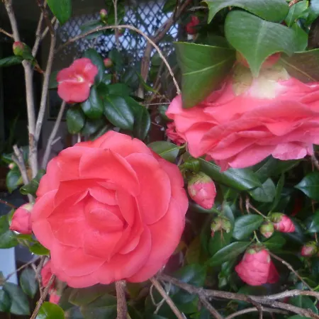 La Terrazza Sul Po فندق مبيت وإفطار تورينو