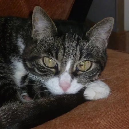 La Terrazza Sul Po 3*