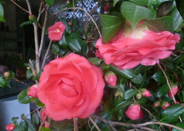 La Terrazza Sul Po Bed & Breakfast Turín